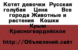 Котят девочки “Русская голубая“ › Цена ­ 0 - Все города Животные и растения » Кошки   . Крым,Красногвардейское